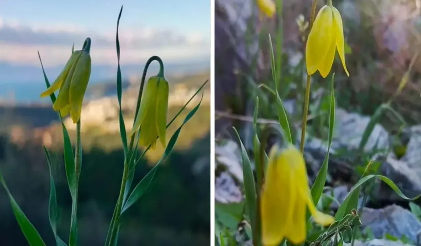 Kuşadası'nda Karya Ters Lalesi Çiçek Açtı