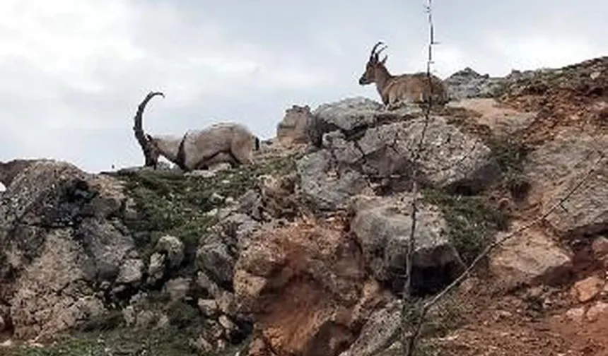 Tunceli'de Dağ Keçileri Sürüsü Görüntülendi