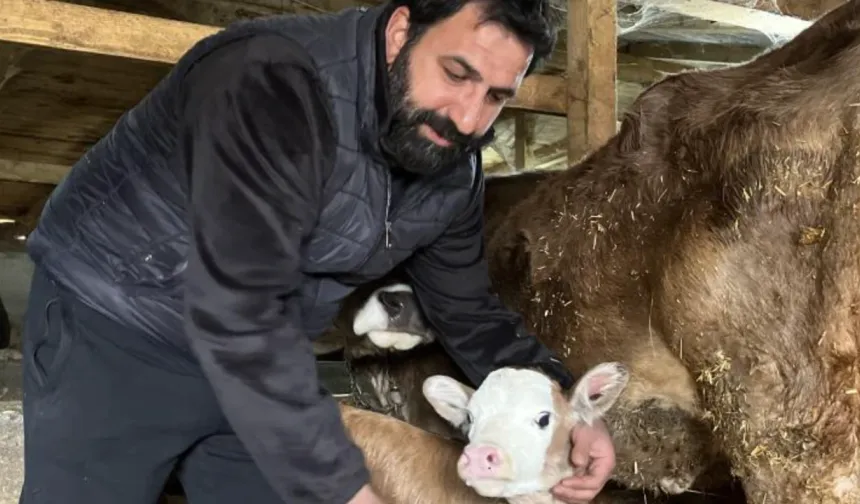 Artvin’de Buzağıları Buhar Makinesiyle Kurtarıyor