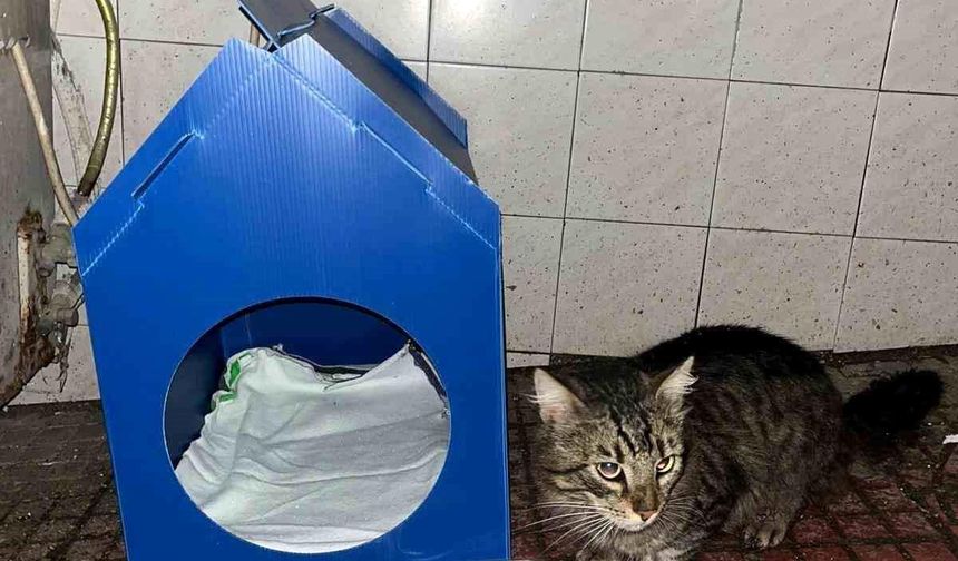 Sinop’ta Gençten Sokak Kedilerine Örnek Destek