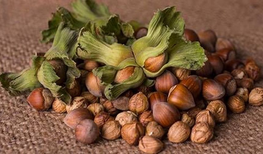 Fındık Rekolte Açıklamasına Tepki Gerçekçi Değil