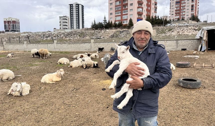 Kayseri’de Yabani Saldırı 6 Keçi Telef Oldu