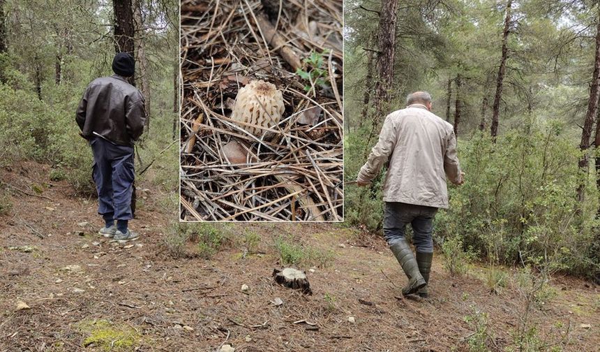 Kuzugöbeği Mantarı Sezonu Başladı Yoğun İlgi
