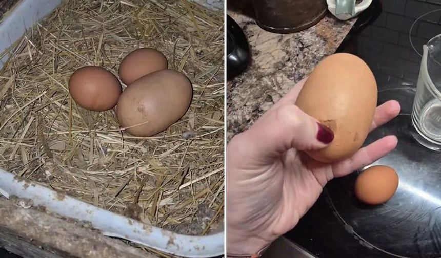 Yumurta İçinden Yumurta Çıktı Görenler Şaşırdı