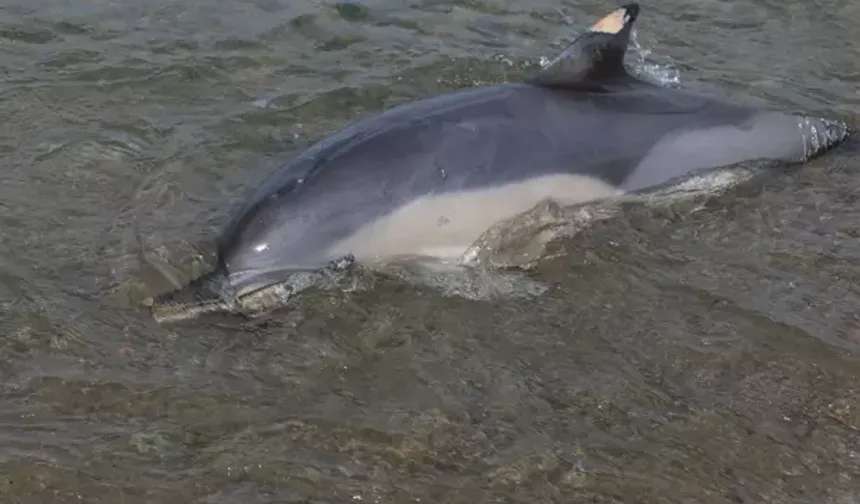 Trabzon Sahiline Ölü Yunus Vurdu