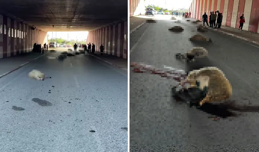Dörtyol’da Otomobil Koyun Sürüsüne Çarptı