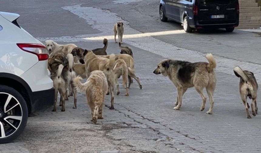 Van’da Köpek Saldırısında 1 Çocuk Hayatını Kaybetti