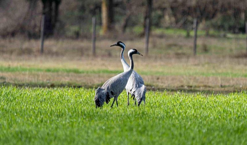 Turna Kuşları İçin İzleme Çalışmaları Sürüyor