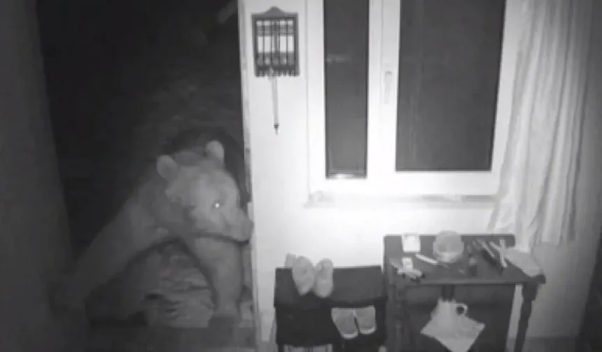 Trabzon’da Ayılar Yayla Evlerine Girdi