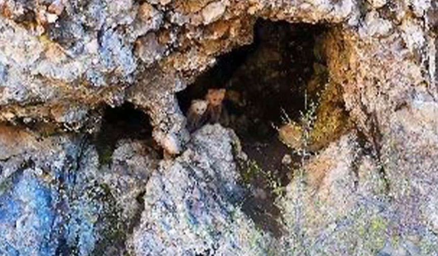 Artvin’de Anne Ayı ve Yavruları Görüntülendi