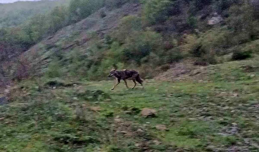 Karabük’te Aç Kalan Çakal Yerleşim Yerine İndi