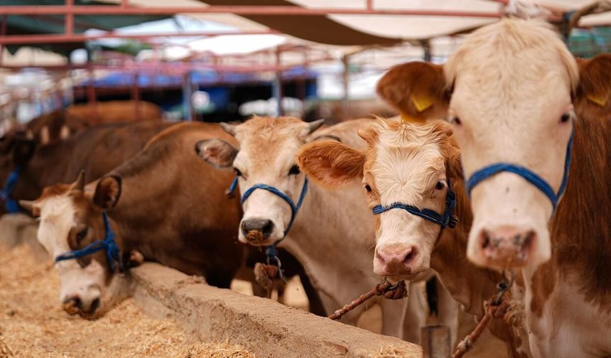Trabzon’da Kurbanlık Fiyatları Belli Oldu