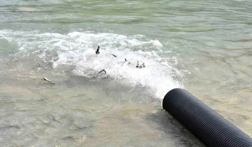 Karadeniz’e 2 Bin Mersin Balığı Bırakıldı