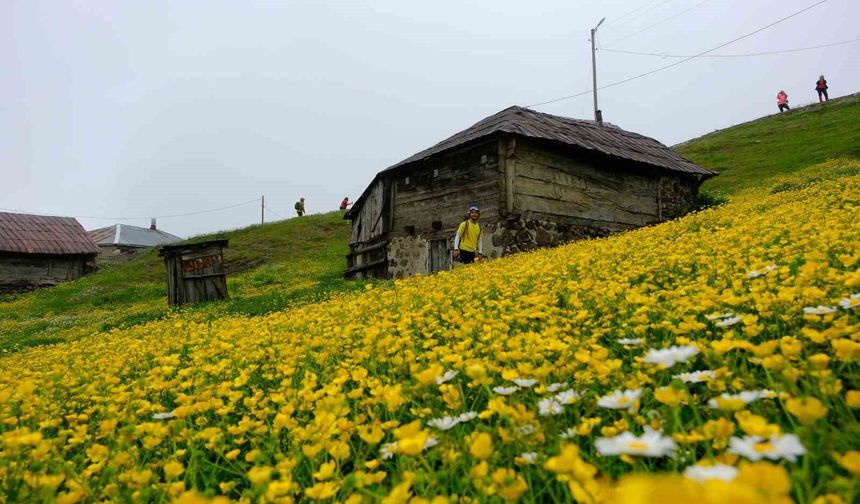 Gümüşhane Yaylaları Rengarenk Çiçeklerle Kaplandı