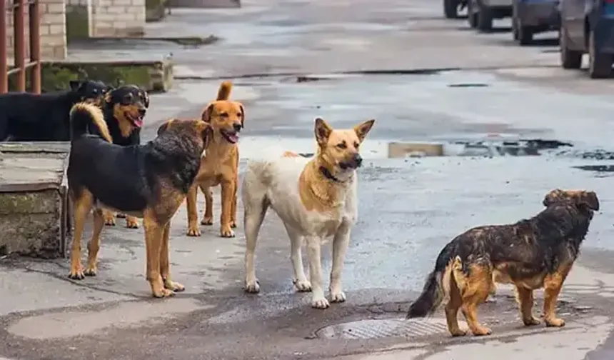 Trabzon'daki Bakımevi 429 Köpeğe Ev Sahipliği Yapıyor