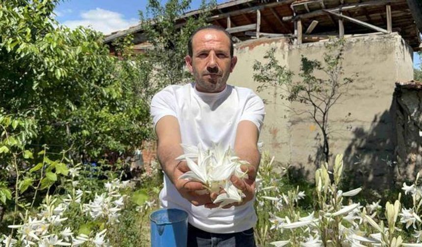 Litresi 5 Bin Euro! Tokat'ta Akzambak Üretimi Kazandırıyor