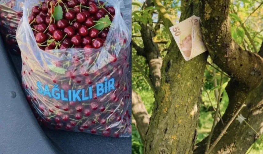Kiraz Tartışmasının Ardından Gerçek Ortaya Çıktı