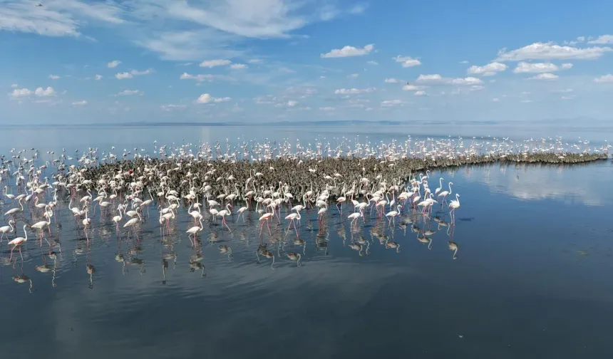 Tuz Gölü'nde Bu Yıl Rekor Flamingo Yavrusu