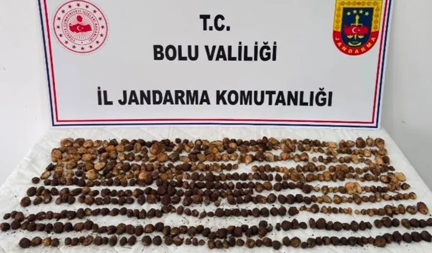 Bolu'da Yabani Salep Toplayan 3 Kişiye Rekor Ceza