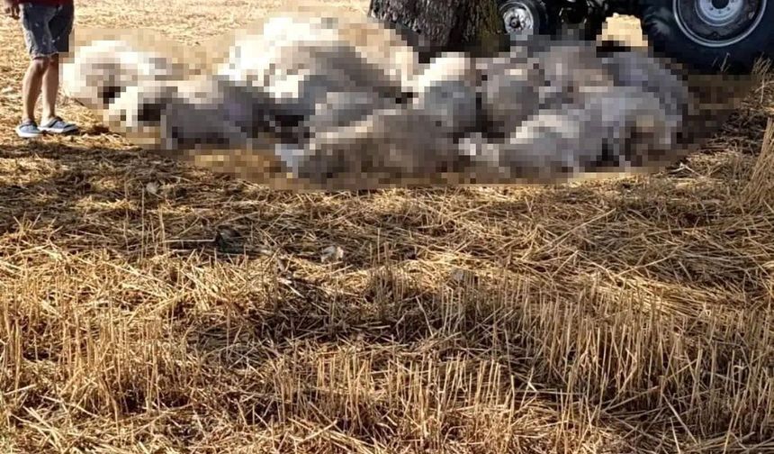 Yıldırım Düşmesi Sonucu 30 Koyun Telef Oldu