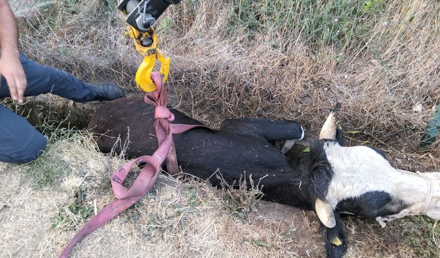Bolu’da Kanala Düşen İnek Kurtarıldı