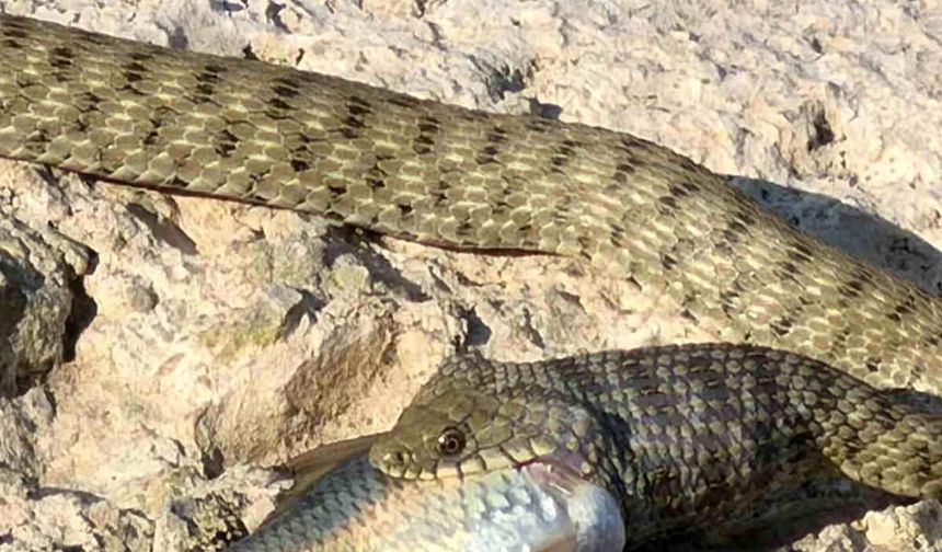 Elazığ'da Yılanın Balık Avı Kamerada