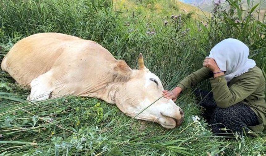 Uçurumdan Düşen İnek Aileyi Gelirsiz Bıraktı