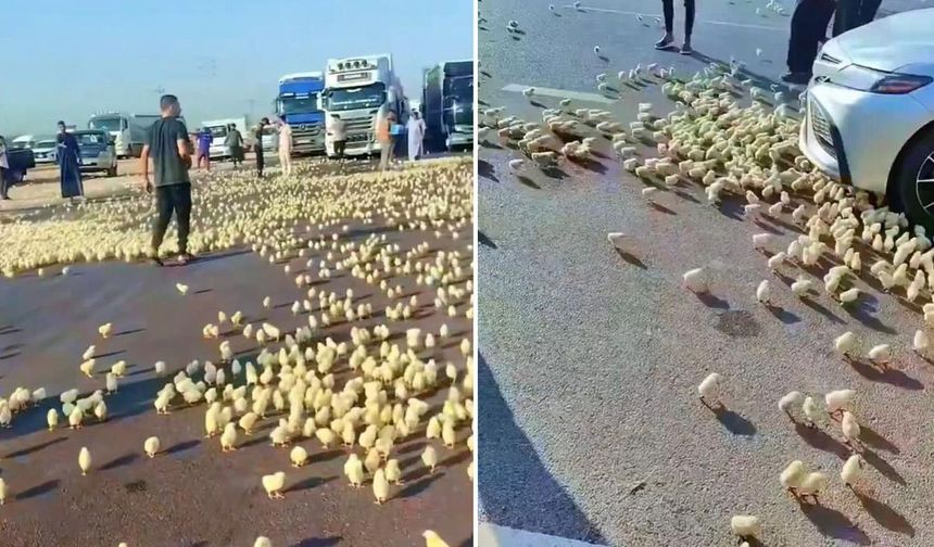Irak’ta Civciv Yüklü Tır Otoyolda Devrildi