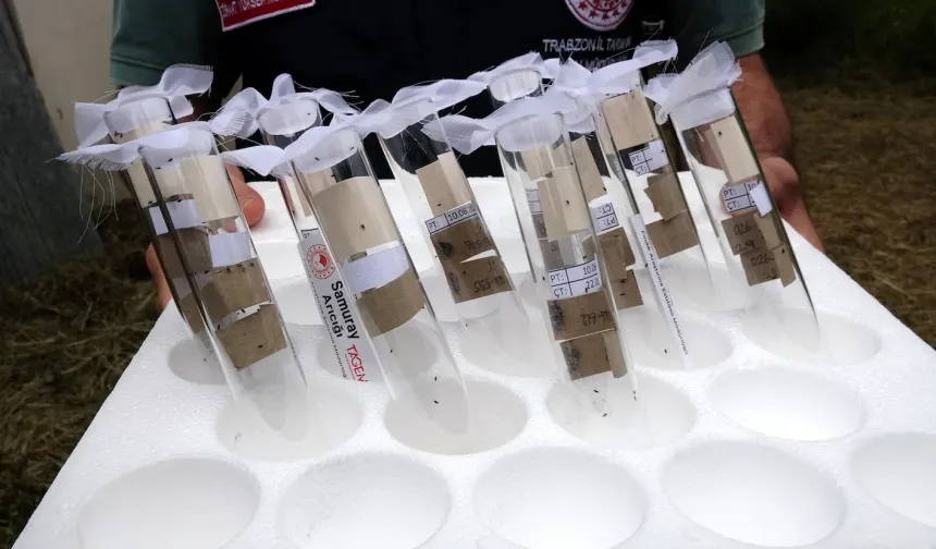 Trabzon’da Fındığı Koruyan Mücadelede Başarı