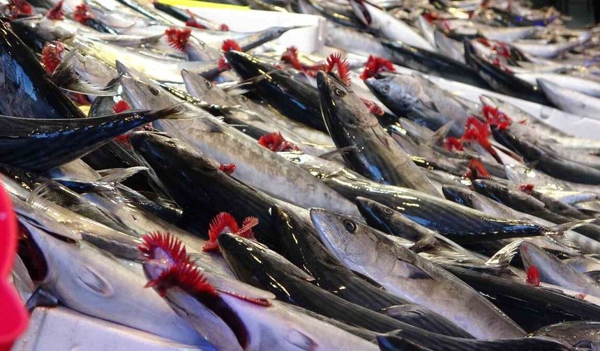 Trabzon’da Palamut Sezonu Bereketli Başladı