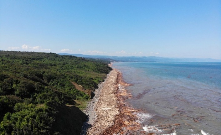 Karadeniz’de Sel Sularıyla Kopan Tomruklar Sahillerde Birikti - HaberTS
