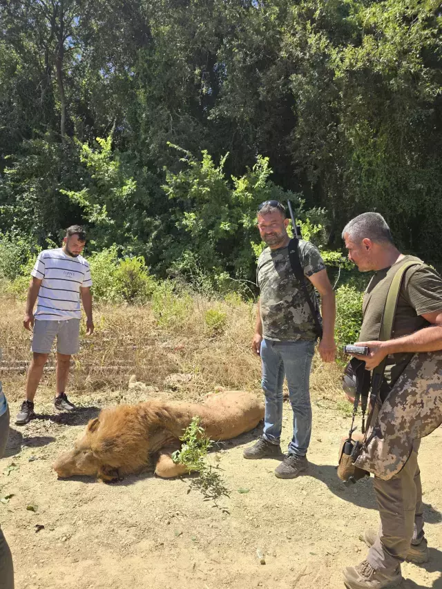 Manavgat Ta Hayvan Parkindan Kacan Aslan Olduruldu 18822763 5505 M.jpg