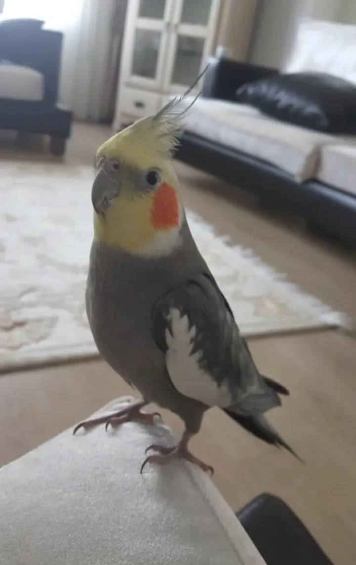 Ekran Resmi 2025 08 20 092328.Png