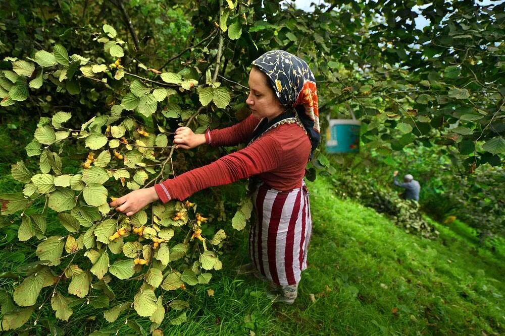 F I N D I K H A S A D I N D A G I Z L I T E H L I K E T O Z A L E R 875127 259941.Jpg