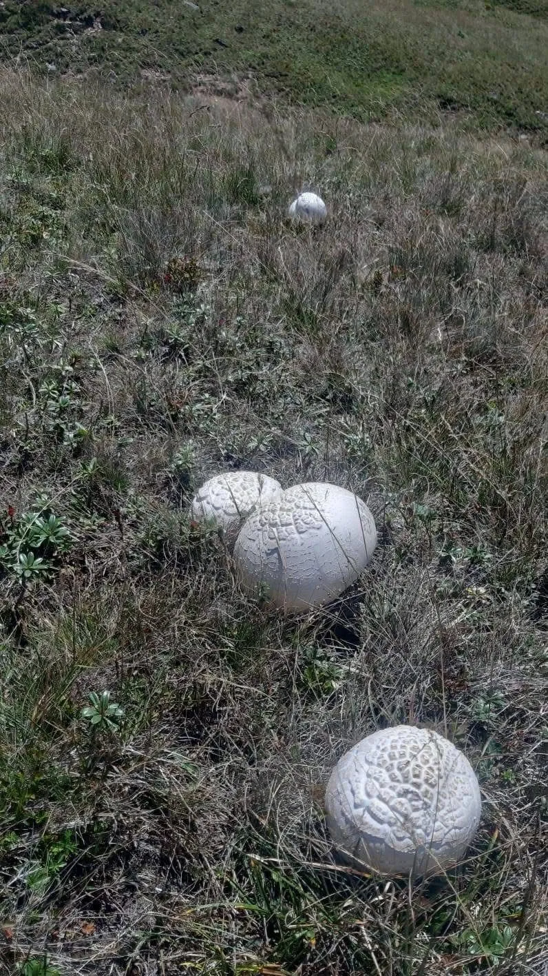 Whatsapp Image 2025 08 28 At 101109 2.Jpeg