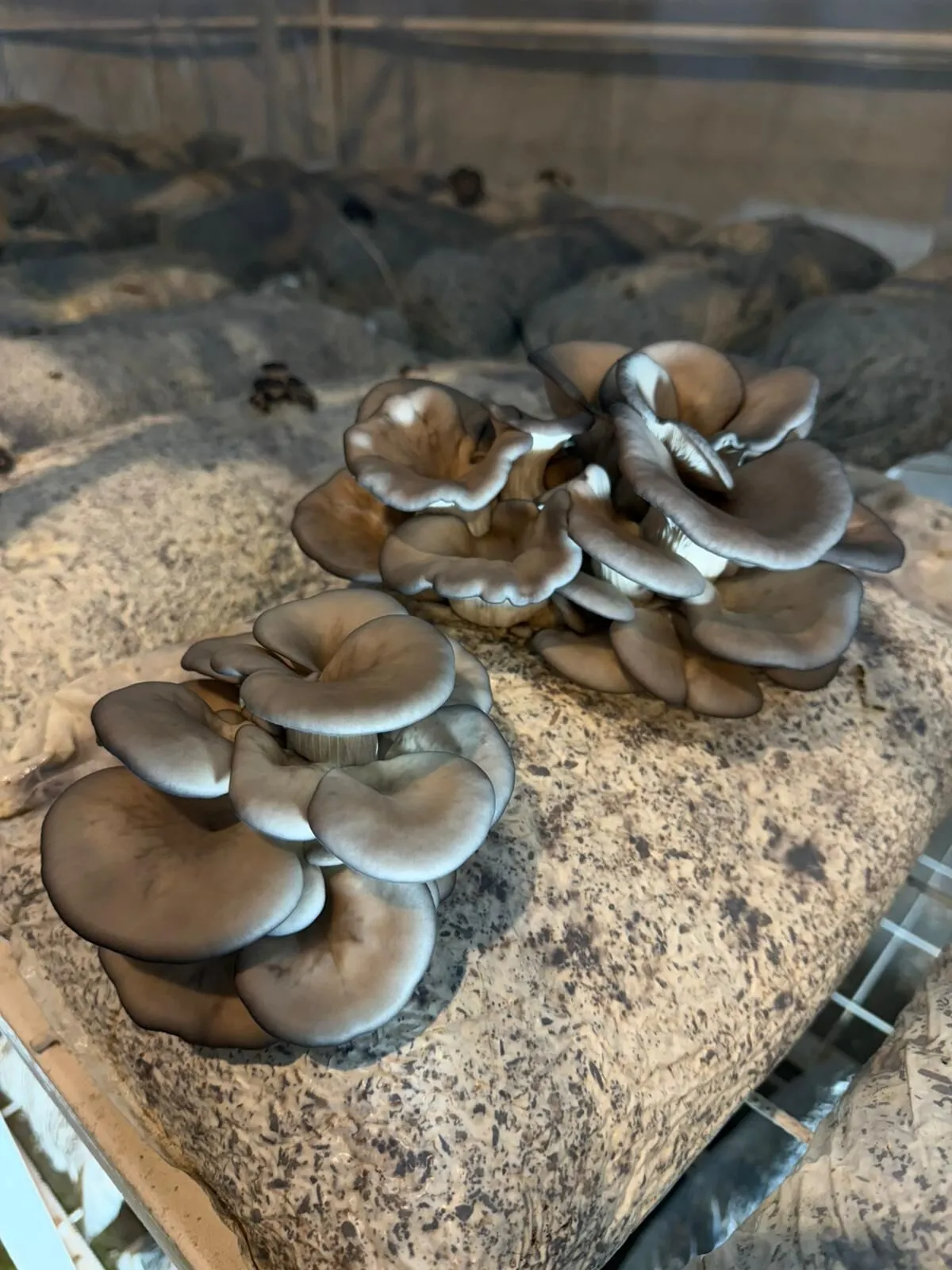 Whatsapp Image 2025 08 28 At 112152 1.Jpeg