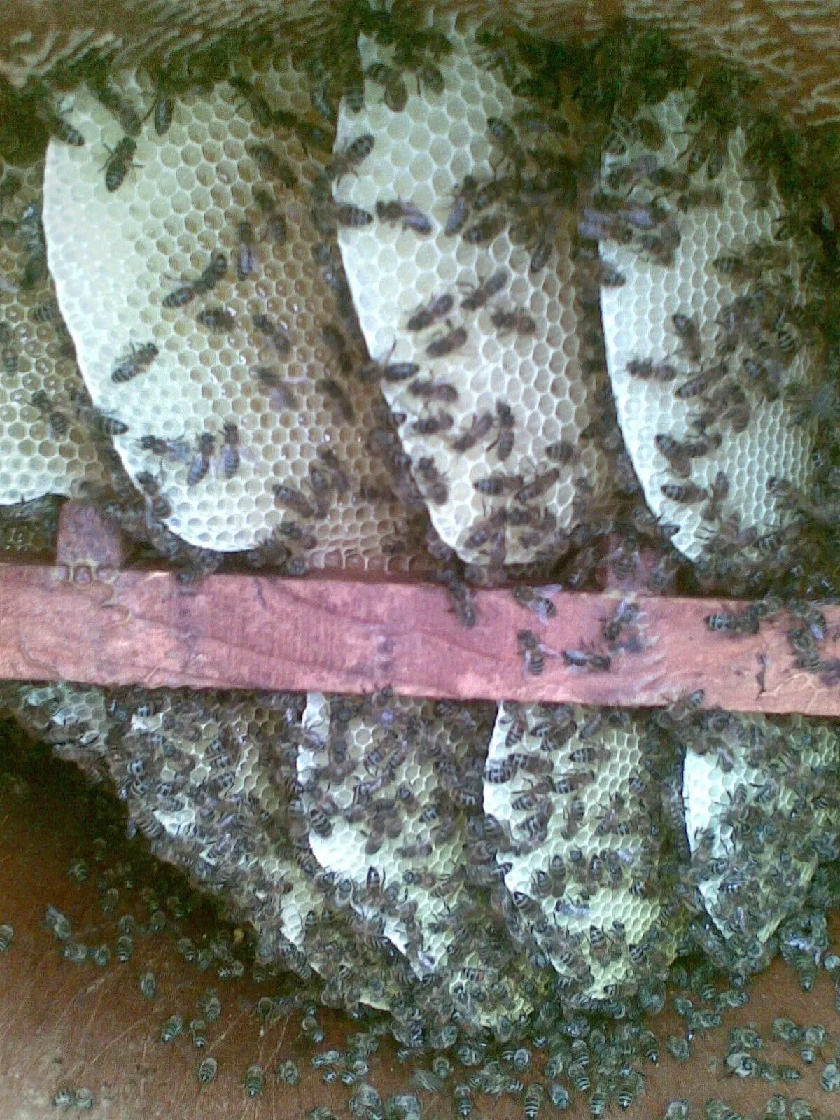 A W532492 11.Jpg