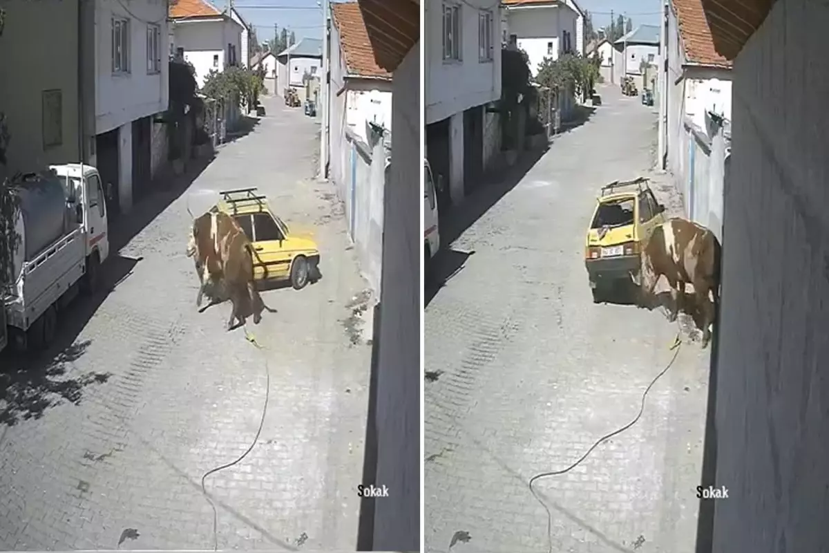 Ahirdan Kacan Ofkeli Boga Hirsini Arabadan Cikardi 19160195 1859 Amp