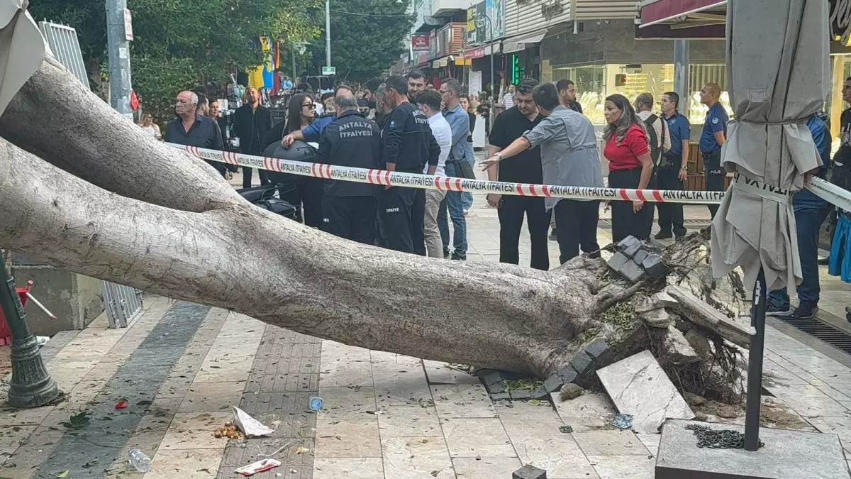 Antalya Da Agac 5 Otomobilin Uzerine Devrlidi 19206782 Amp