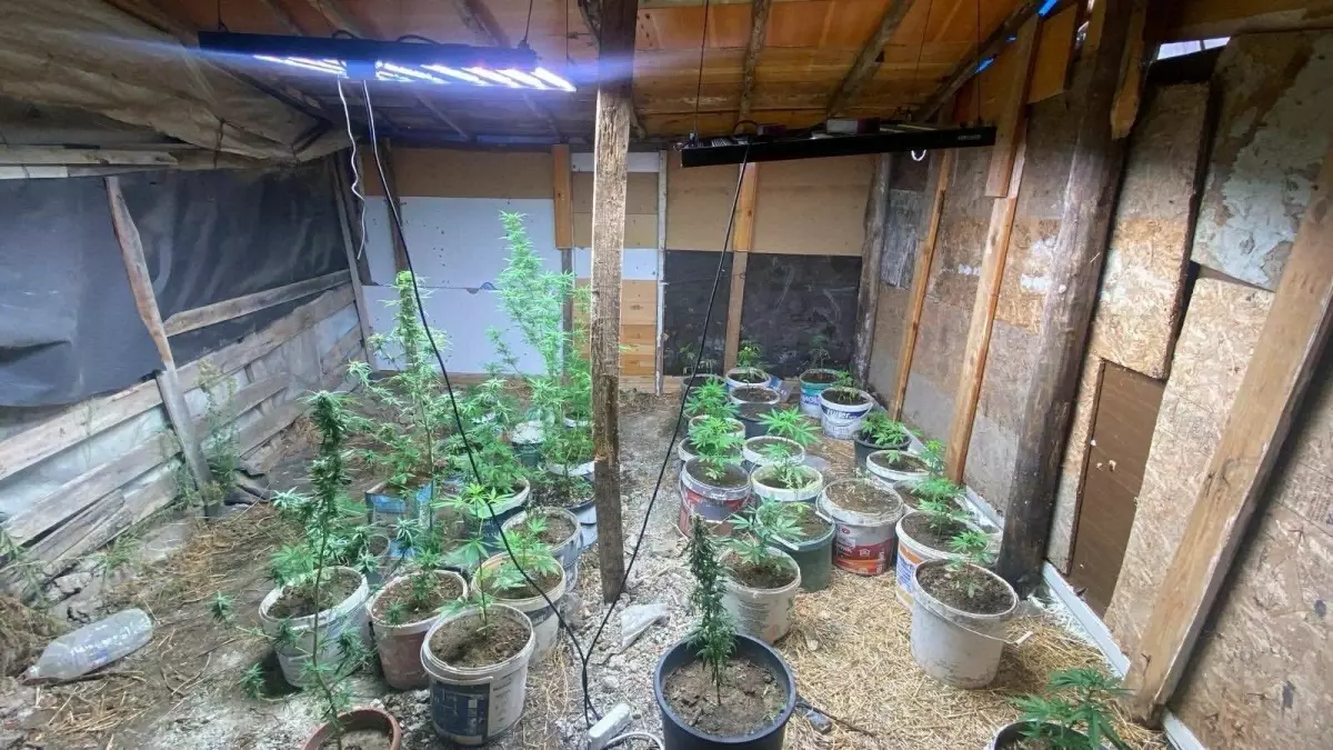 Aydin Da Sera Kurup Hint Keneviri Yetistiren 19138968 Amp