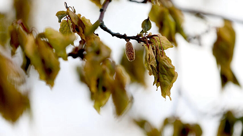 Bc42B3Bc 191Z5Emdld9N45Mvwtce8