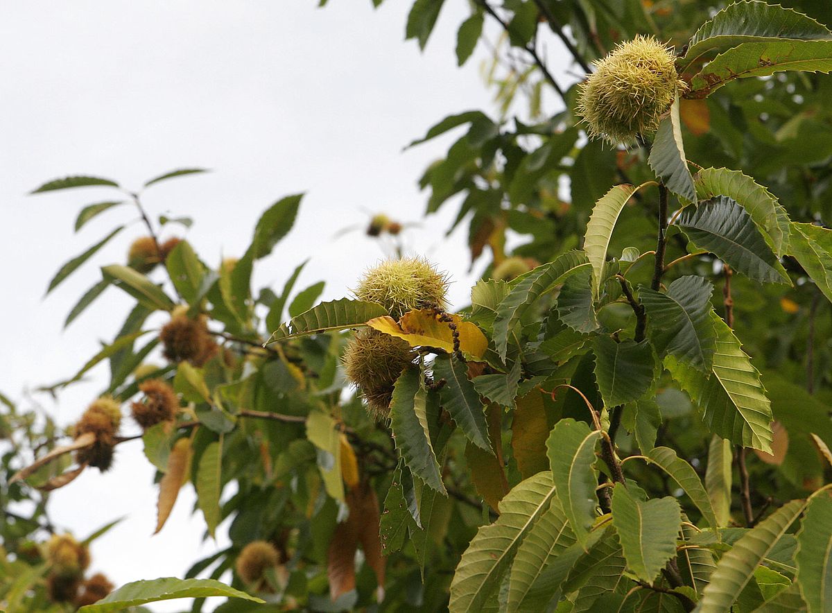Chestnuts On Tree