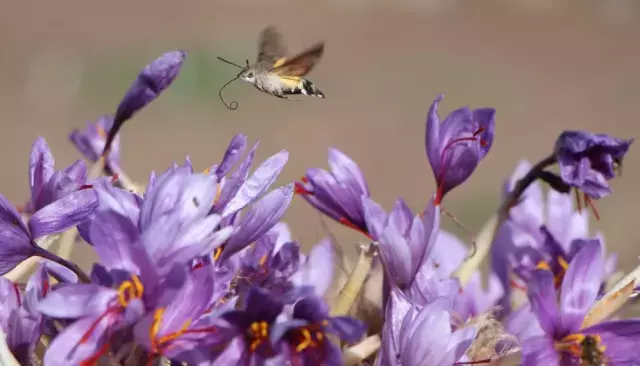 Dunyanin En Pahalisi 1 Grami 500 Tl Ye Satiliyor 19193223 3636 M
