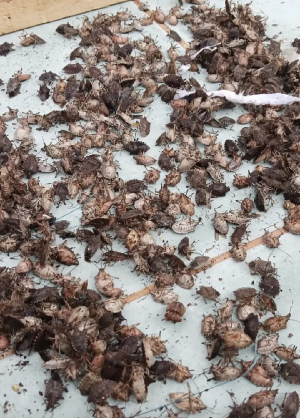 Ekran Resmi 2025 10 10 083621