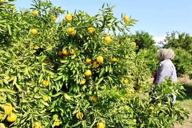 En Ucuz Meyve Mandalina Bahcede 8 Tl Ye Kadar 8 19183987 O