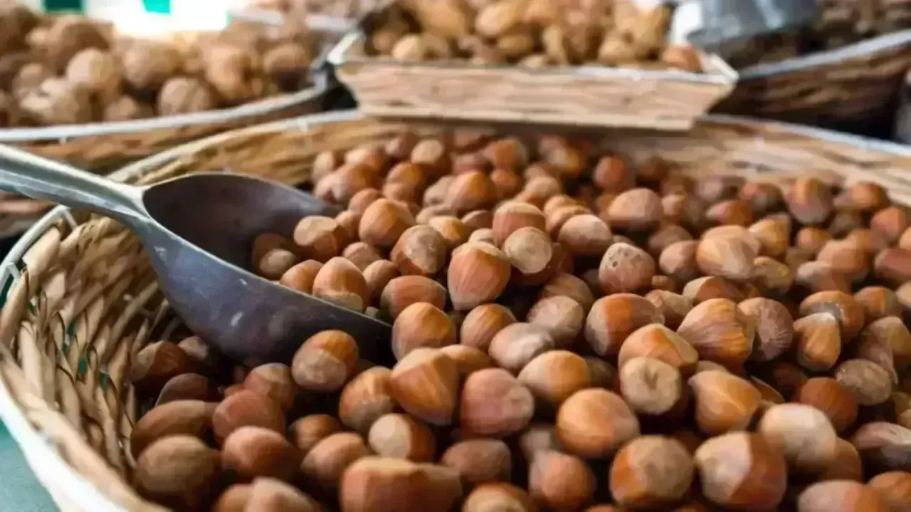 Giresunda Findik Fiyati Tirmanista 20 Ekim 2025 Serbest Piyasa Guncel Findik Fiyatlari