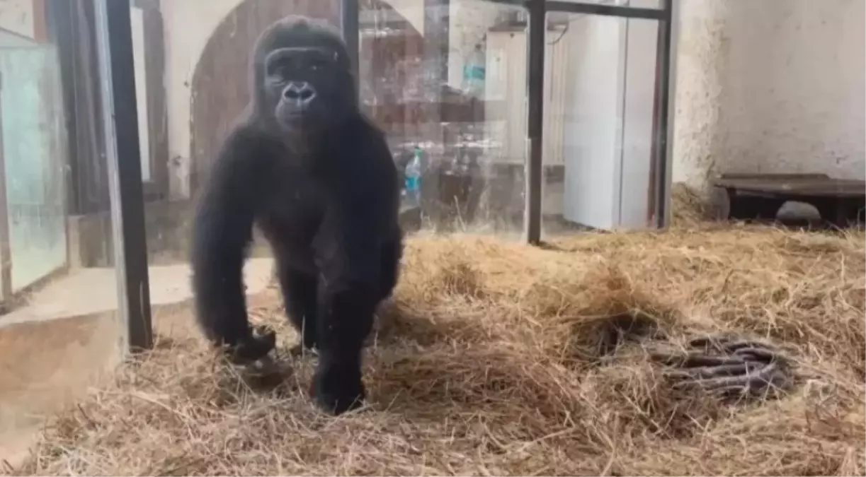 Goril Zeytin Turkiye De Kalacak 19181504 Amp