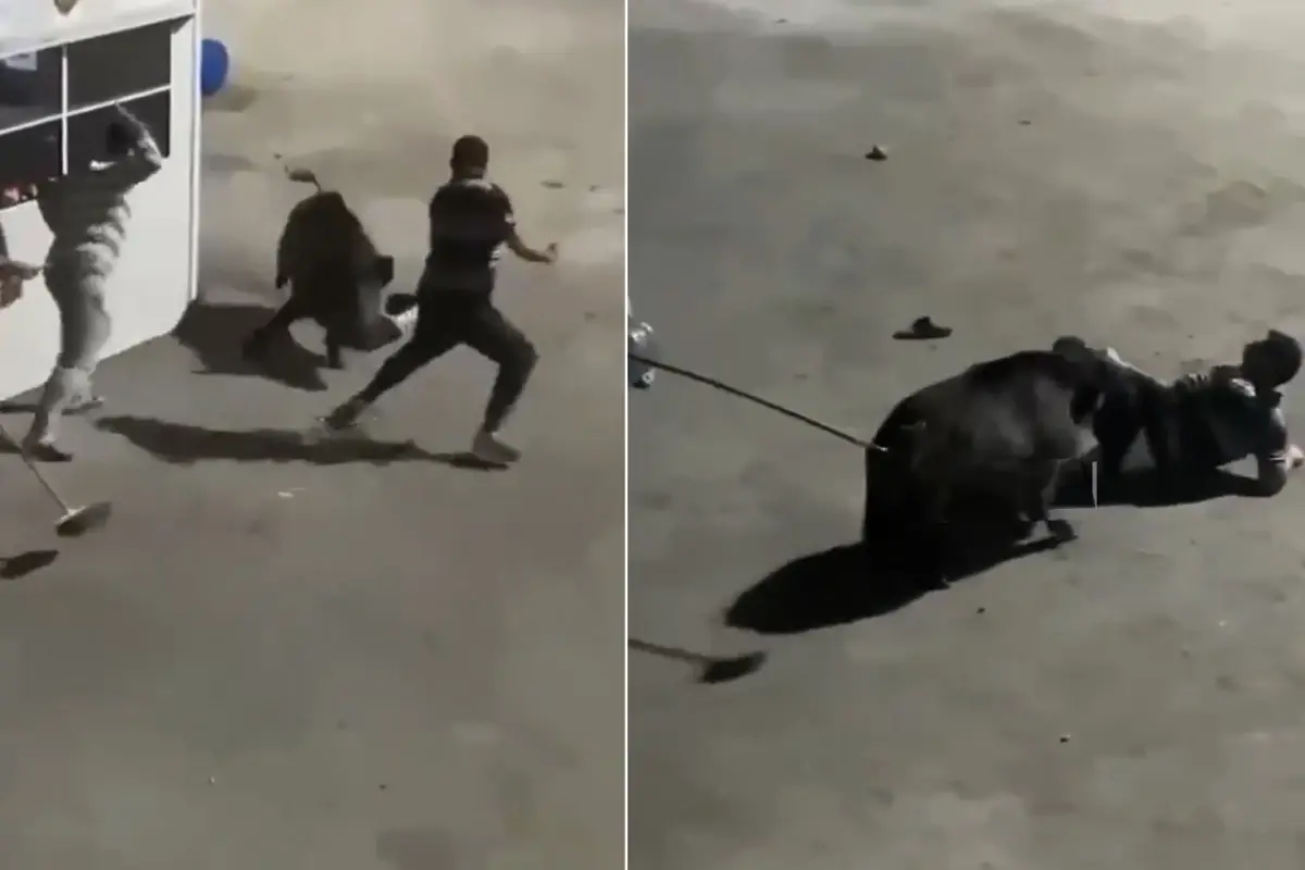 Goruntu Istanbul Un Gobeginden Domuz Iscilere 19152289 8622 Amp