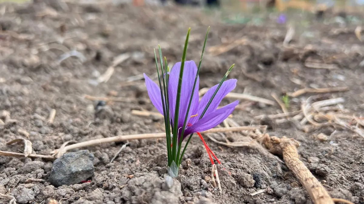Hakkari De Ilk Kez Ekilen Safranin Hasadi 19172790 Amp