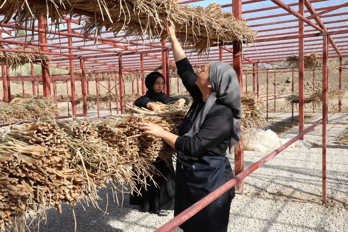 Hatay Da Golbasi Golu Ndeki Su Sumbulleri 19207005 Amp